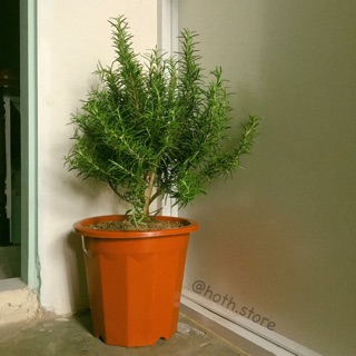 Cây hương thảo - rosemary ( chỉ bán ở Hà Nội )