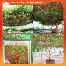 HẠT GIỐNG CÀ CHUA BẠCH TUỘC LEO GIÀN LUCKY GÓI 4H
