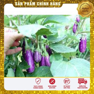 Hạt Giống Cà Tím Dài (2 gr)