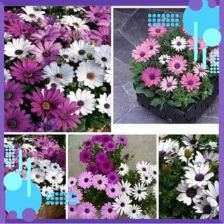 🌺🌸 HẠT GIỐNG HOA CÚC CHÂU PHI 🌸🌺 .