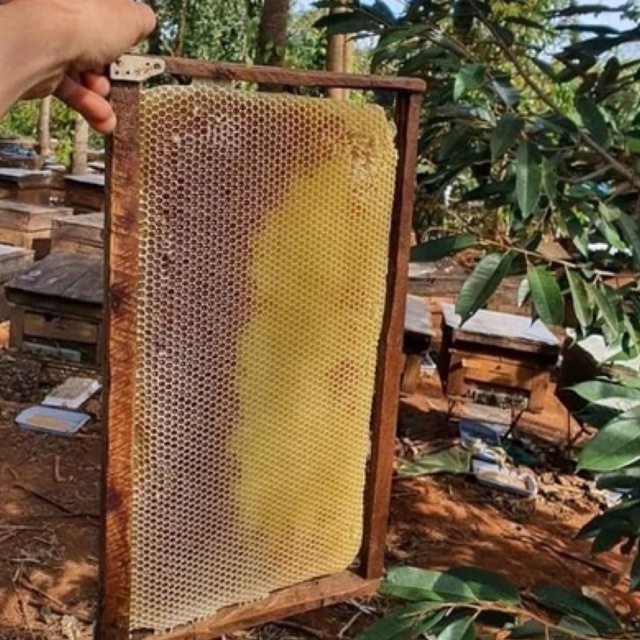 Mật ong hoa cà phê nguyên chất 100% chai 1 lit - tăng sức đề kháng,bồi bổ cơ thể, dùng pha chế hoặc nấu ăn | Bột Natural