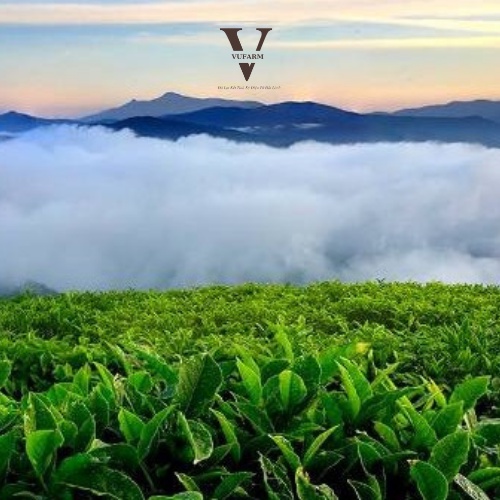 Trà Olong Cám Cầu Đất gói 250g | BigBuy360 - bigbuy360.vn