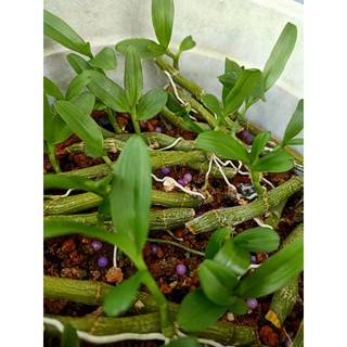 ki phi điệp rừng (25k/1 ki)