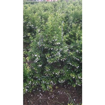 Mai chiếu thủy siêu hoa cao 60cm