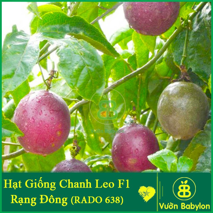 Hạt Giống Chanh Leo (Dây) 0,2G Dễ Trồng, Thơm Ngon