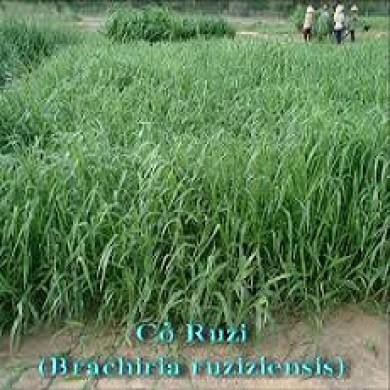 Hạt giống cỏ Ruzi - Cỏ chịu dẫm đạp
