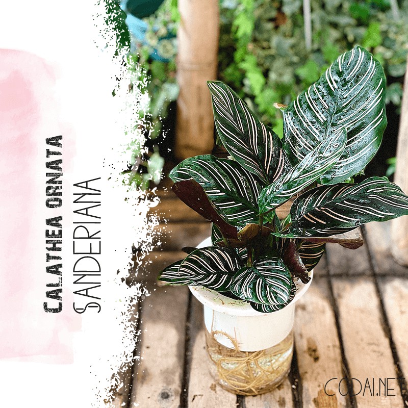 Cây Calathea ornata Sanderiana (Đuôi Công Đen, Hắc Công Vỹ) kèm chậu thuỷ canh 2 lớp không cần tưới