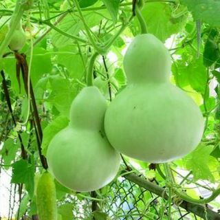 10 hạt Bầu hồ lô cao sản