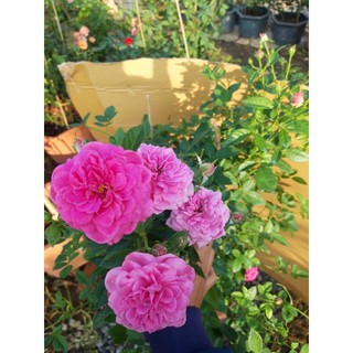 cây hoa Hồng Blue boy rose