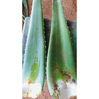 Bẹ nha đam 6kg