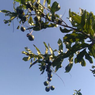 2ki macca tươi
