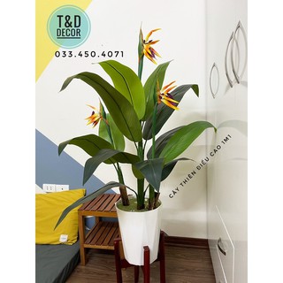Cây thiên điểu cao 1m1- cây giả decor