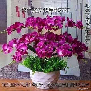 Hoa Lan Giả 3.18 Trang Trí