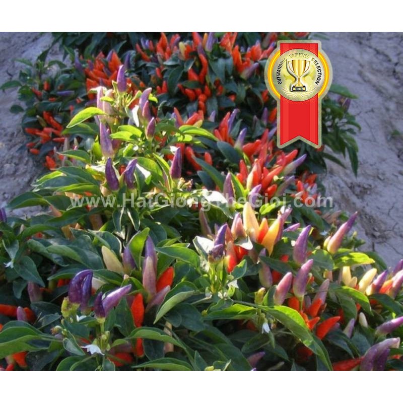 50H Hạt Giống Ớt Ngũ Sắc Chùm 30cm F1 TG113