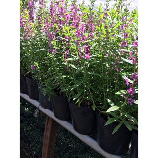 Cây hoa phi yến- Hoa đẹp trang trí sân vườn- Decor- Phong thuỷ- Cây hoa kiểng Đồng Tháp