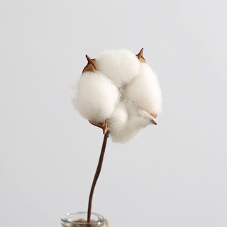 Cành Cotton khô trang trí - Hoa bông gòn