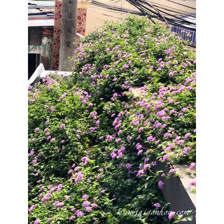 Cây Trâm Ổi Hoa Tím