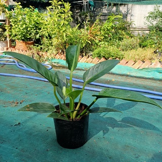 Cây trầu bà đế vương xanh - Philodendron Imperial Green