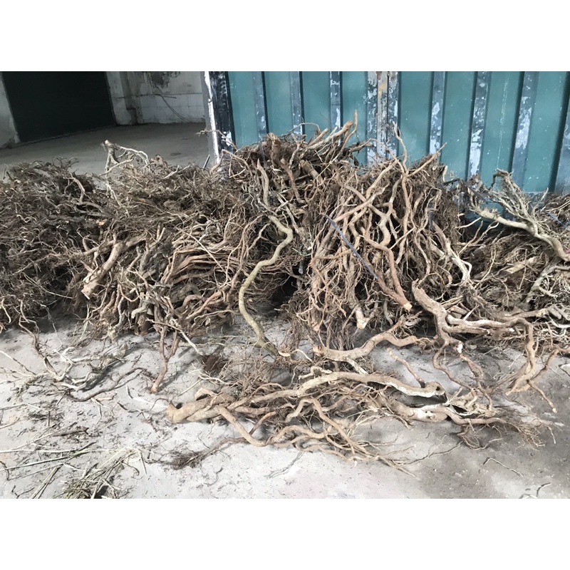 Rễ rừng thủy sinh 100g Loại còn vỏ