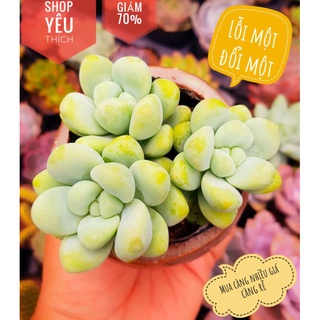 siêu giảm giá sen đá sỏi lơ