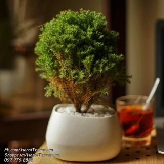Cây để bàn Tùng bồng lai hợp tuổi Thân