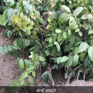 Cây giống khế ngọt gia lâm