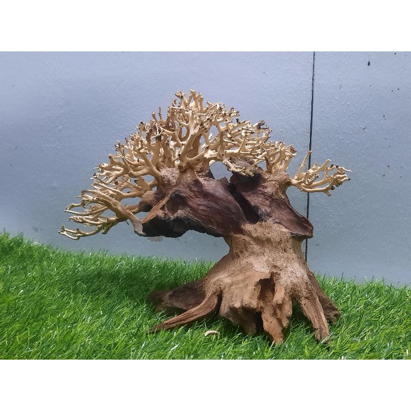 Bonsai dáng cổ thụ C22-S20-N32