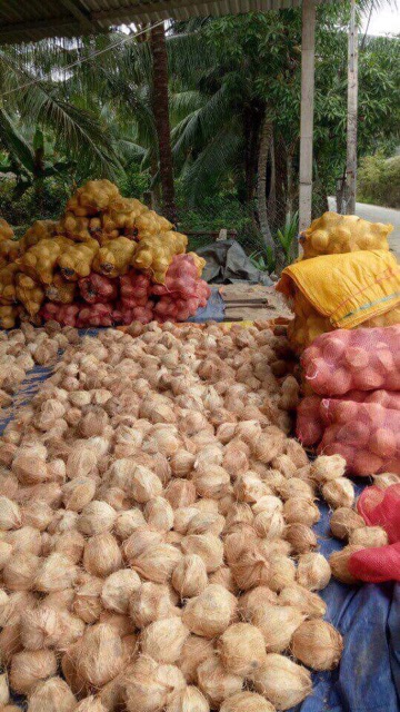 Dầu Dừa Nguyên Chất Handmade 500ml