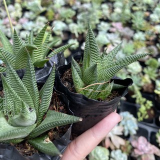 Sen Đá Móng Rống Xoáy