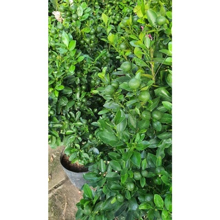 Cây quất cảnh mùa tết, cây tắc tết, cây hạnh tết size to/nhỏ