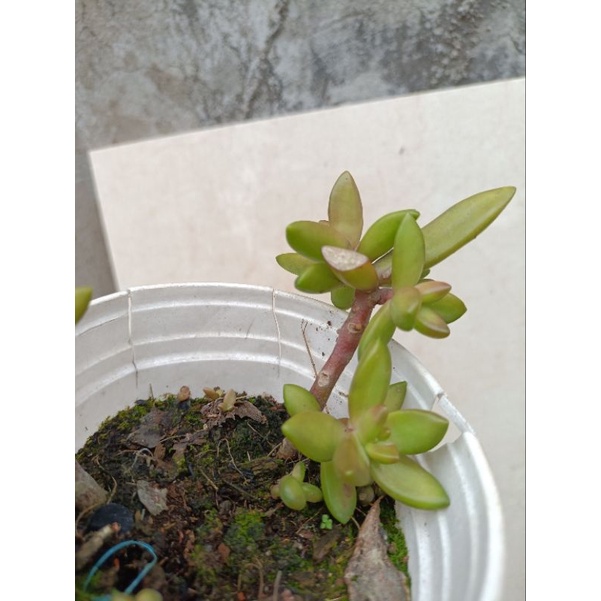 2 cây sen đá như hình