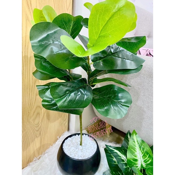 🥰 Cây bàng Singapore giả cao 65cm, 3 nhánh decor siêu siêu xinh giống thật 99%