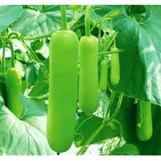 10 Hạt giống Bầu Trắng