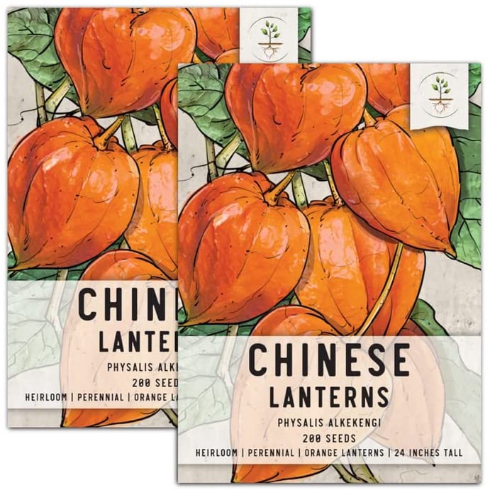 Hạt giống đèn lồng Trung Quốc để trồng (Physalis Alkekengi) QUẢ ANH ĐÀO ĐẤT MỸ