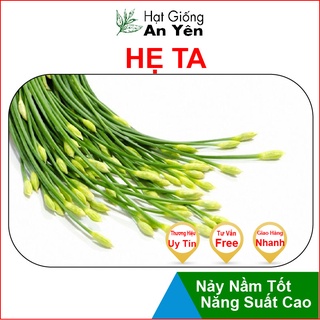 Hạt giống Hẹ Ta, nhanh thu hoạch, dễ trồng, nảy mầm và năng suất cao