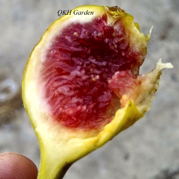 Cây giống sung mỹ Saint Martin - cây chiết ra quả sau khoảng 3 tháng trồng