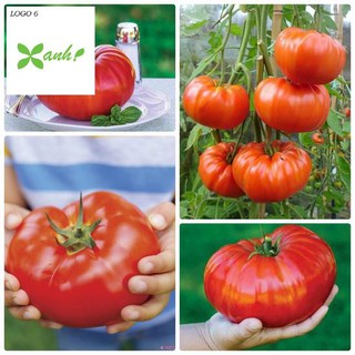 Hạt giống Cà chua khổng lồ 1kg (20 hạt)