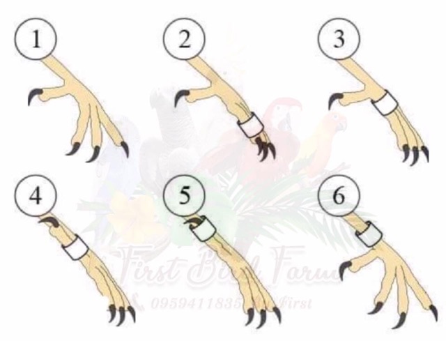 Vòng đeo chân cho chim cảnh có khắc thông tin