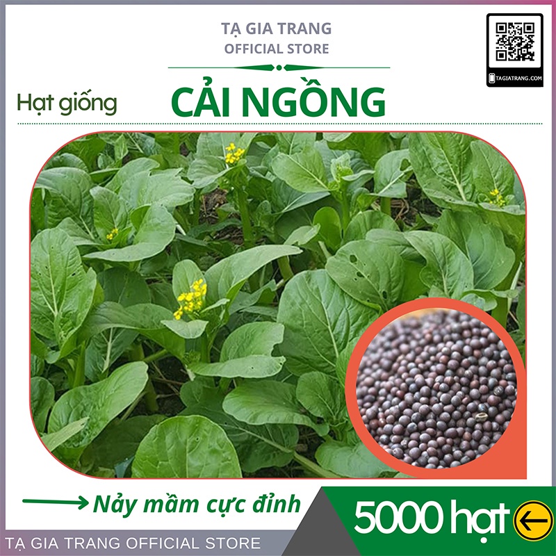 Hạt giống rau cải ngồng (cải ngọt bông) - Shop hạt giống Tạ Gia Trang