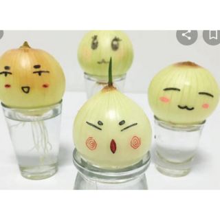 Combo 5 củ hành tây cảnh trồng thủy sinh đã có rễ