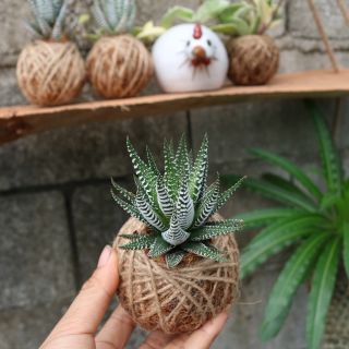 Kokedama - Móng rồng