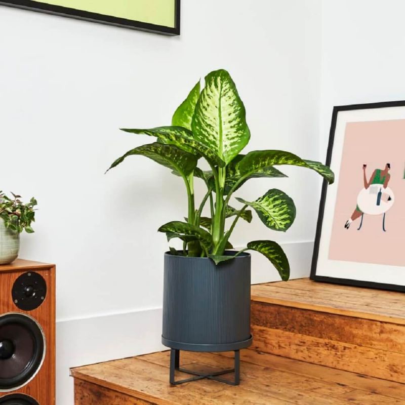 Cây Vạn Niên Thanh, Cây Dieffenbachia seguine Tropic Snow