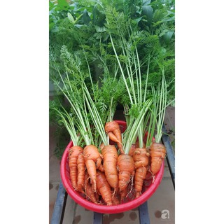 Hạt Giống Cà Rốt F1