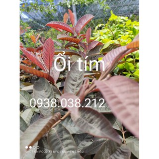 CÂY GIỐNG ỔI TÍM