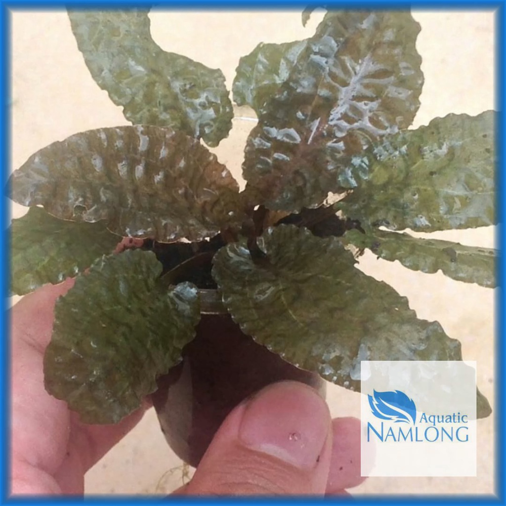 Tiêu thảo nâu - Cây thủy sinh dễ trồng trang trí bể cá