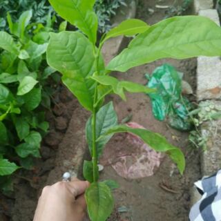 Cây giổi xanh trồng thu hoạch hạt