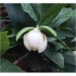 CÂY HOA DẠ HỢP (DẠ HỢP HƯƠNG)