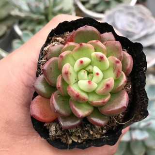 Sen Đá Ruby Đỏ Đủ Size | Xuất xứ Đà Lạt | Dễ trồng dễ chăm