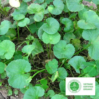 0.5g Hạt giống Rau má (tặng gói Kích nẩy mầm và Hướng dẫn) THUTHUY