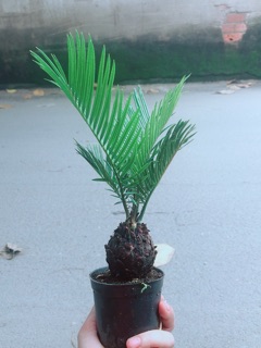 Cây Thiên Tuế Mini